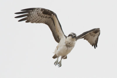 Osprey hovering.jpg