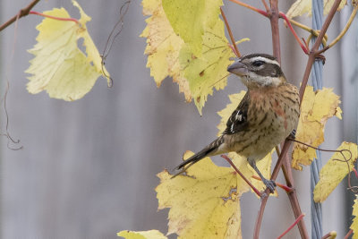 Rose-breasted Grosbeak (immature).jpg