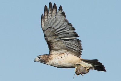 Red-tailed Hawk with breakfast.jpg
