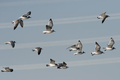 Franklins gulls.jpg