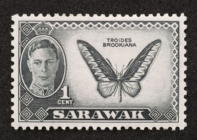 Sawarak wings.jpg