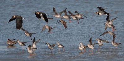 Long-billed Dowitcher - Grote grijze snip