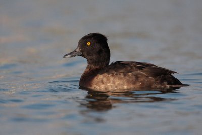 Tufted Duck - Kuifeend