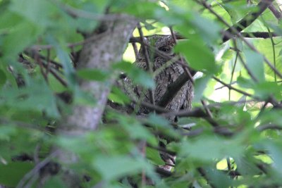 Scops Owl - Dwergooruil