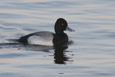 Lesser Scaup - Kleine topper