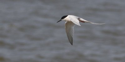 Roseate Tern - Dougalls stern