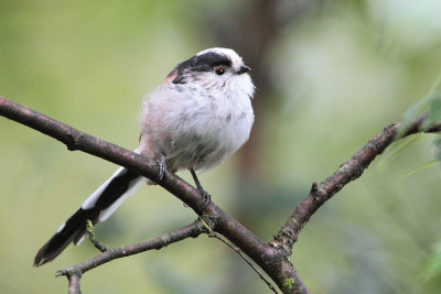 Long-tailed Tit - Staartmees