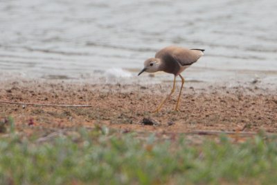 White-tailed Lapwing - Witstaartkievit