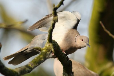 Eurasian Collared Dove - Turkse Tortel