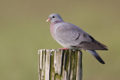 Stock Pigeon - Holenduif