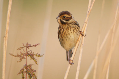 Reed Bunting - Rietgors