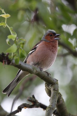 Chaffinch - Vink