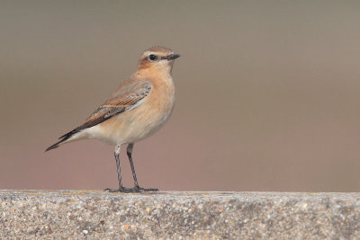 Northern Wheatear - Tapuit