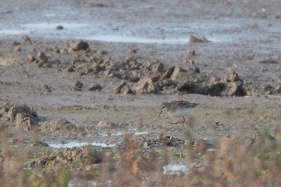 Long-toed Stint - Taigastrandloper