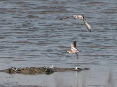 Long-toed Stint - Taigastrandloper