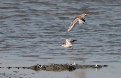 Long-toed Stint - Taigastrandloper