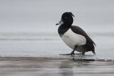 Tufted Duck - Kuifeend