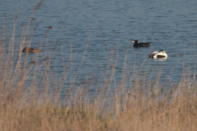 Surf Scoter - Brilzee-eend