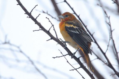 Baltimore Oriole - Baltimore Troepiaal