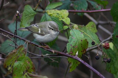 Humes Leaf Warbler - Humes Bladkoning