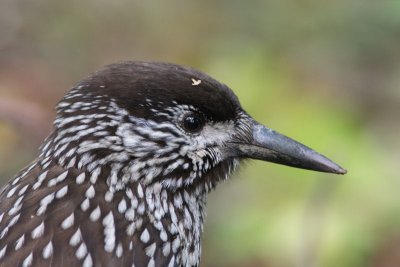 Spotted Nutcracker - Notenkraker
