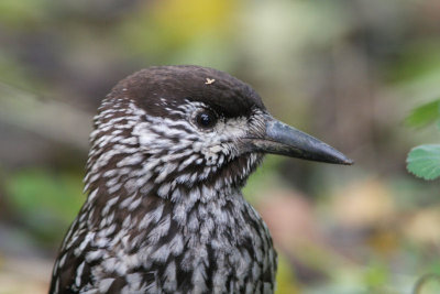 Spotted Nutcracker - Notenkraker