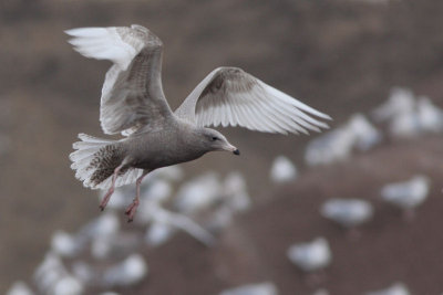 Glaucous Gull - Grote burgemeester