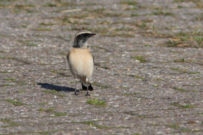 Pied Wheatear - Bonte tapuit