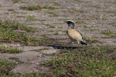 Pied Wheatear - Bonte tapuit