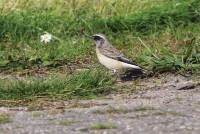Pied Wheatear - Bonte tapuit
