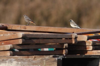 Pied Wheatear - Bonte tapuit