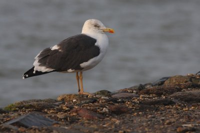Lesser Black-backed Gull - Kleine mantelmeeuw