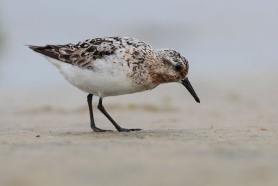 Sanderling - Drieteenstrandloper