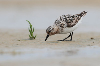 Sanderling - Drieteenstrandloper