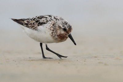 Sanderling - Drieteenstrandloper
