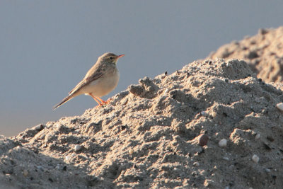 Tawny Pipit - Duinpieper