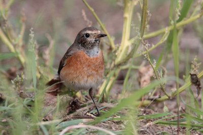 Common Redstart - Gekraagde roodstaart