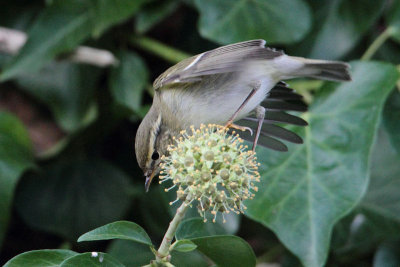 Yellow-browed Warbler - Bladkoning