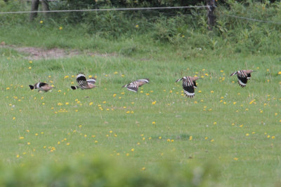 Hoopoe - Hop