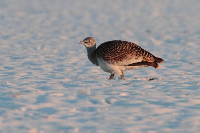 Great Bustard - Grote Trap