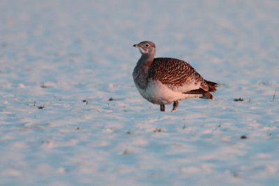 Great Bustard - Grote Trap