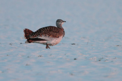 Great Bustard - Grote Trap