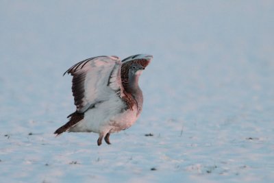 Great Bustard - Grote Trap