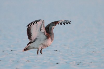 Great Bustard - Grote Trap