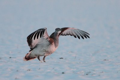 Great Bustard - Grote Trap