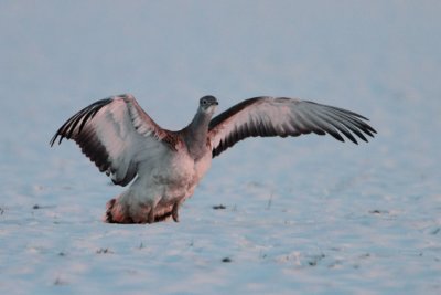 Great Bustard - Grote Trap