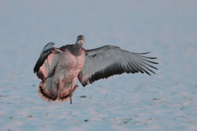 Great Bustard - Grote Trap