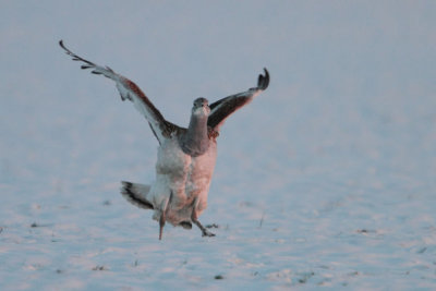 Great Bustard - Grote Trap