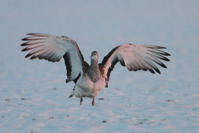 Great Bustard - Grote Trap