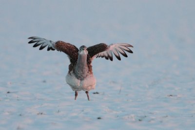 Great Bustard - Grote Trap